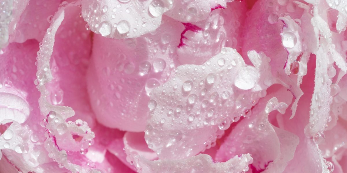 Peony in drops of water. Background with flowers petals. Pink peony flower in dew drops. Macro close-up. Hight quality photo